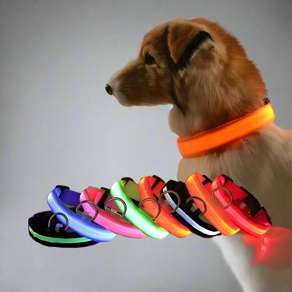 Nighttime Adventures with Fido: Our Flashing Nylon Collar