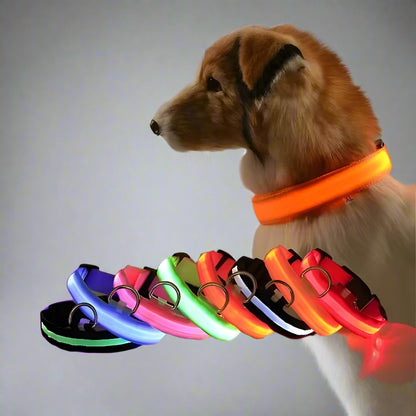 Nighttime Adventures with Fido: Our Flashing Nylon Collar