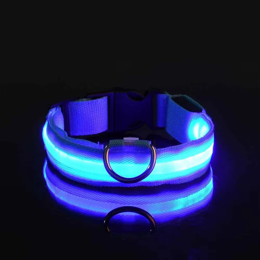 Nighttime Adventures with Fido: Our Flashing Nylon Collar