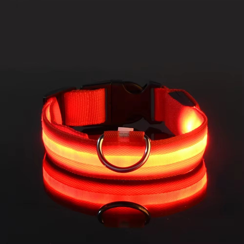 Nighttime Adventures with Fido: Our Flashing Nylon Collar
