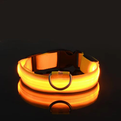 Nighttime Adventures with Fido: Our Flashing Nylon Collar
