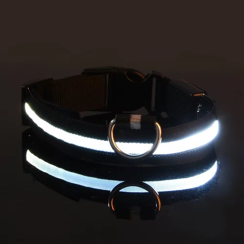 Nighttime Adventures with Fido: Our Flashing Nylon Collar