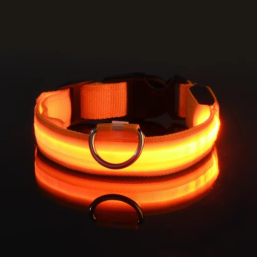 Nighttime Adventures with Fido: Our Flashing Nylon Collar